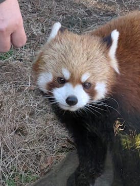 恩賜上野動物園に投稿された画像（2025/1/27）