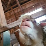 まかいの牧場に投稿された画像（2025/1/27）