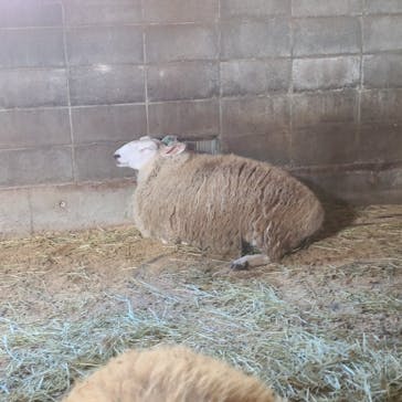 まかいの牧場に投稿された画像（2025/1/27）