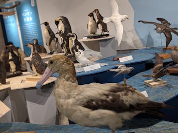 特別展「鳥 ～ゲノム解析が解き明かす新しい鳥類の系統～」国立科学博物館に投稿された画像（2025/1/27）
