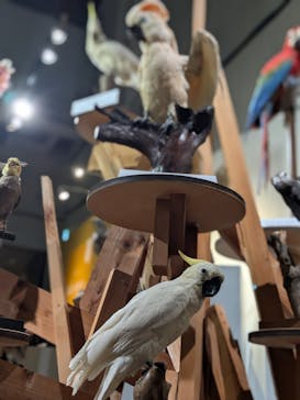 特別展「鳥 ～ゲノム解析が解き明かす新しい鳥類の系統～」国立科学博物館に投稿された画像（2025/1/27）