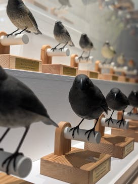 特別展「鳥 ～ゲノム解析が解き明かす新しい鳥類の系統～」国立科学博物館に投稿された画像（2025/1/27）