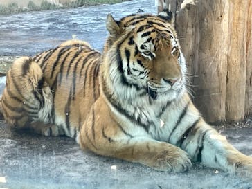 那須どうぶつ王国に投稿された画像（2025/1/27）