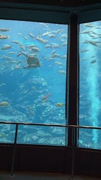 下田海中水族館に投稿された画像（2025/1/27）