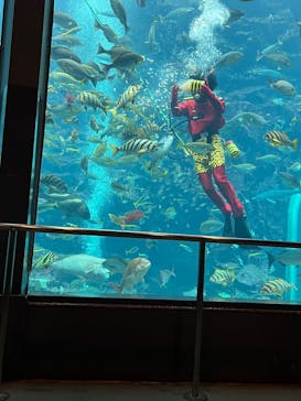 下田海中水族館に投稿された画像（2025/1/27）