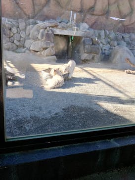 東武動物公園に投稿された画像（2025/1/27）