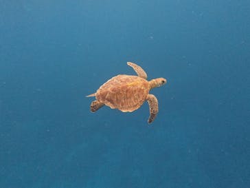 石垣島 ADVENTURE PiPi（イシガキジマアドベンチャーピピ）に投稿された画像（2025/1/27）