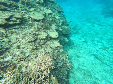 石垣島 ADVENTURE PiPi（イシガキジマアドベンチャーピピ）に投稿された画像（2025/1/27）