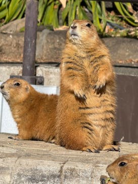 伊豆シャボテン動物公園に投稿された画像（2025/1/27）