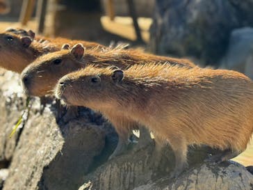 伊豆シャボテン動物公園に投稿された画像（2025/1/27）