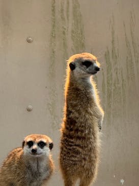 伊豆シャボテン動物公園に投稿された画像（2025/1/27）