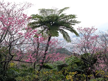 今帰仁城跡に投稿された画像（2025/1/27）