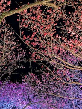 今帰仁城跡に投稿された画像（2025/1/27）