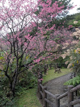 今帰仁城跡に投稿された画像（2025/1/27）