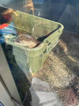 新江ノ島水族館に投稿された画像（2025/1/27）