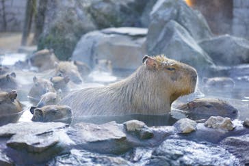 伊豆シャボテン動物公園に投稿された画像（2025/1/27）