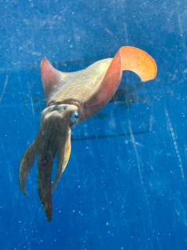 葛西臨海水族園に投稿された画像（2025/1/27）