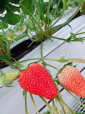 すごう農園直売所ピアッツァに投稿された画像（2025/1/27）