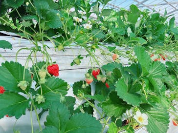 すごう農園直売所ピアッツァに投稿された画像（2025/1/27）