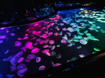 マクセル アクアパーク品川に投稿された画像（2025/1/27）