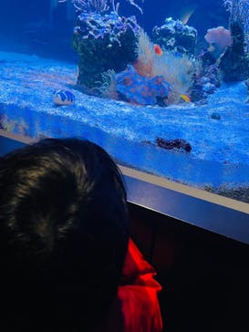 マクセル アクアパーク品川に投稿された画像（2025/1/27）