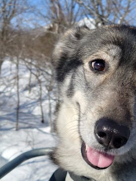 黒姫高原スノーパーク・KUROHIME GREEN GARDENに投稿された画像（2025/1/27）