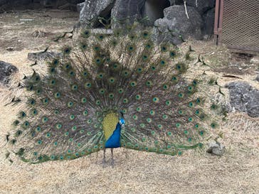 伊豆シャボテン動物公園に投稿された画像（2025/1/27）