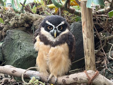 伊豆シャボテン動物公園に投稿された画像（2025/1/27）