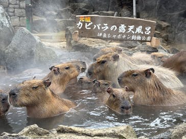 伊豆シャボテン動物公園に投稿された画像（2025/1/27）