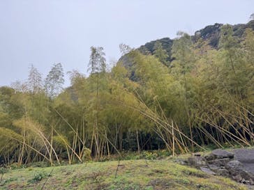 仙巌園に投稿された画像（2025/1/27）