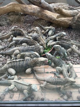 体感型動物園iZooに投稿された画像（2025/1/27）