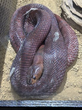 体感型動物園iZooに投稿された画像（2025/1/27）