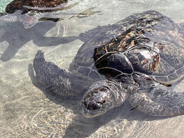 新江ノ島水族館に投稿された画像（2025/1/27）