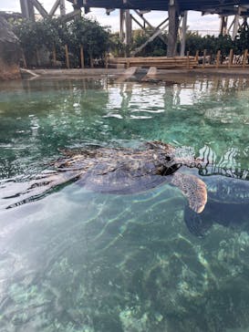 新江ノ島水族館に投稿された画像（2025/1/27）