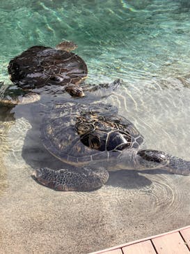 新江ノ島水族館に投稿された画像（2025/1/27）
