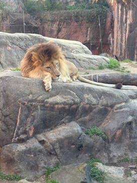 天王寺動物園に投稿された画像（2025/1/27）
