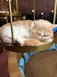 猫カフェモカ 名古屋栄店に投稿された画像（2025/1/27）