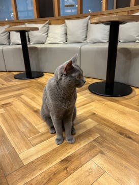 猫カフェモカ 名古屋栄店に投稿された画像（2025/1/27）