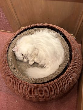 猫カフェモカ 名古屋栄店に投稿された画像（2025/1/27）