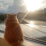 Cat Café MOFF グランベリーパーク店に投稿された画像（2025/1/27）