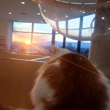 Cat Café MOFF グランベリーパーク店に投稿された画像（2025/1/27）