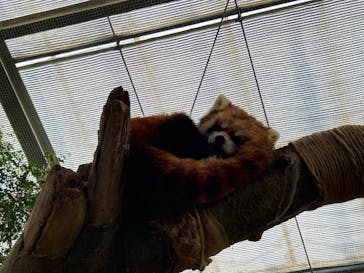 神戸どうぶつ王国に投稿された画像（2025/1/27）