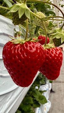 たにい農園に投稿された画像（2025/1/27）