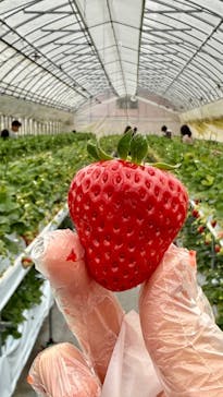 たにい農園に投稿された画像（2025/1/27）