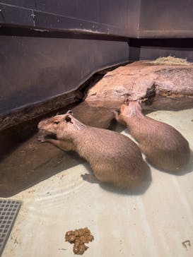 マクセル アクアパーク品川に投稿された画像（2025/1/27）