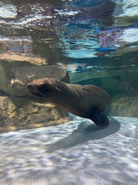 マクセル アクアパーク品川に投稿された画像（2025/1/27）