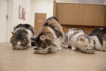 Cat Café MOFF イオンモール豊川店に投稿された画像（2025/1/27）