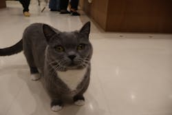Cat Café MOFF イオンモール豊川店に投稿された画像（2025/1/27）