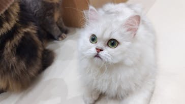 Cat Café MOFF イオンモール浜松志都呂店に投稿された画像（2025/1/27）