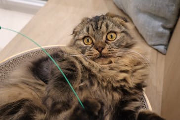 Cat Café MOFF イオンモール浜松志都呂店に投稿された画像（2025/1/27）